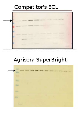 Agriera SuperBright